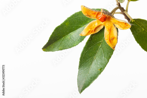 Open seed pod of the Wild Peach, Kiggelaria africana photo