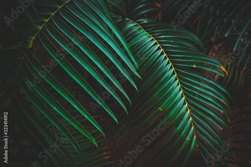 Beautiful green palm leaves. Tropical plants. Rainforest leaves background.