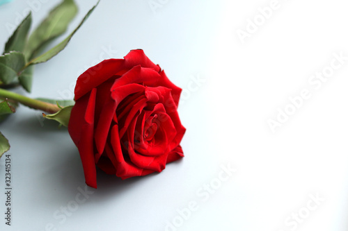 One beautiful rose with red petals and fresh green foliage lies on a light background. Selective focus. A gift for a woman on a holiday.