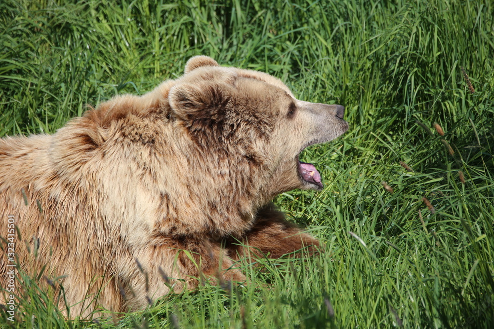Fototapeta premium Braunbär