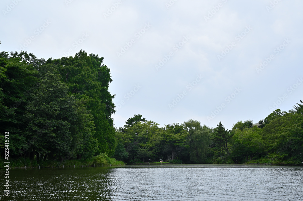 石神井公園の池