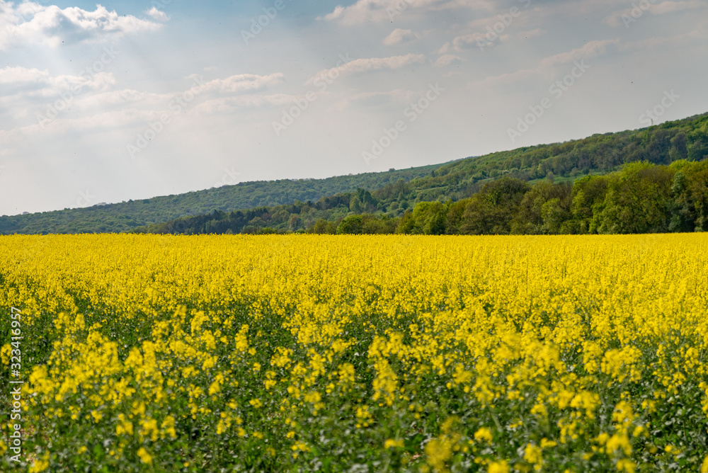 Paysage d'un champ de Colza en fleur jaune