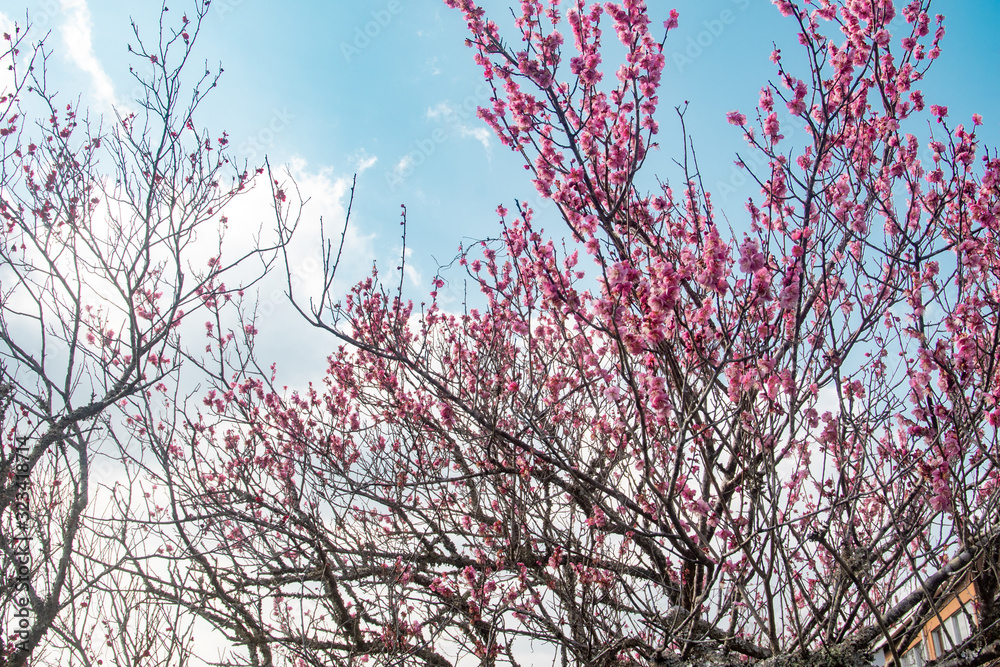 梅の花 梅の花