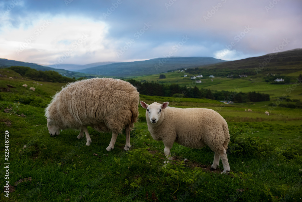Sheep graze in a pasture of rolling green hills, near sunset on the Isle of Skye, Scotland. Sheep graze in a pasture of rolling green hills, near sunset on the Isle of Skye, Scotland.