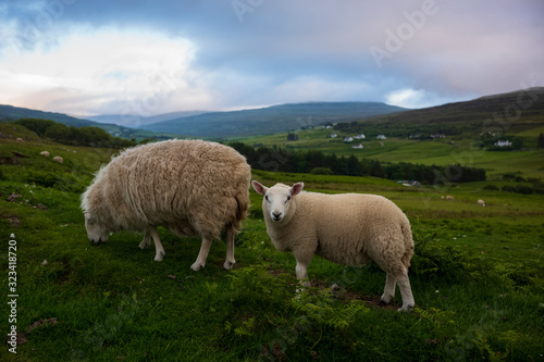 Sheep graze in a pasture of rolling green hills, near sunset on the Isle of Skye, Scotland. 