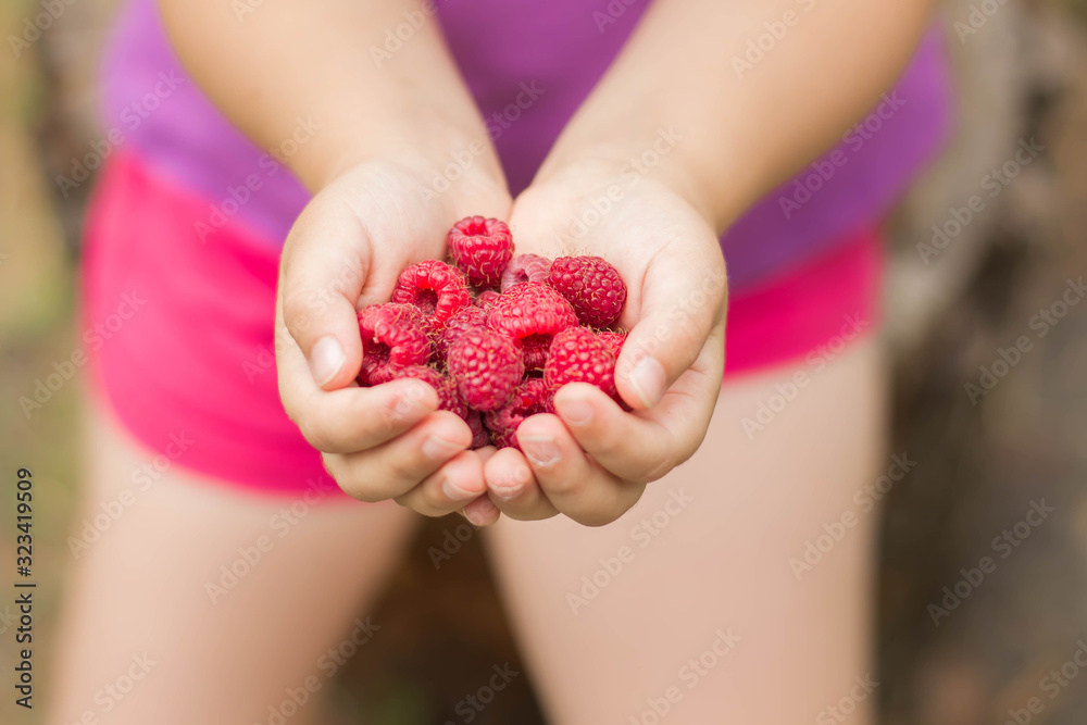 ripe raspberries in children's hands ripe raspberries in children's hands