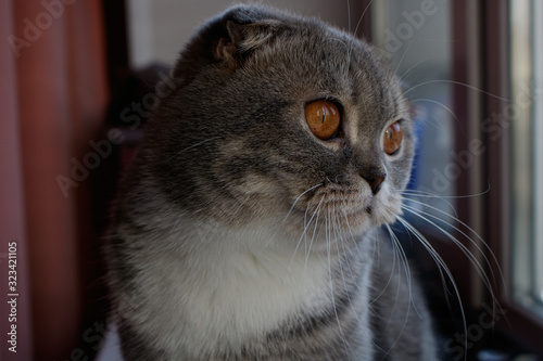 gray british fold cat with orange eyes close-up