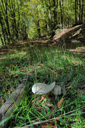 Two Fungus Parasol Mushroom On Abandoned Path