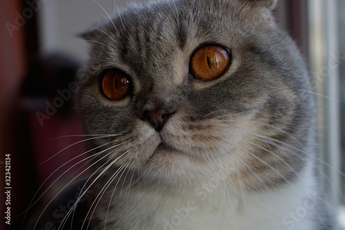 gray british fold cat with orange eyes close-up