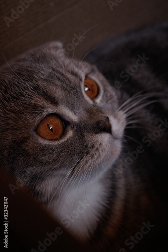 gray british fold cat with orange eyes close-up
