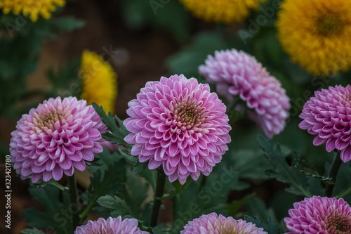 garden flower in love winter