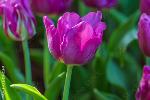 garden flower in love winter