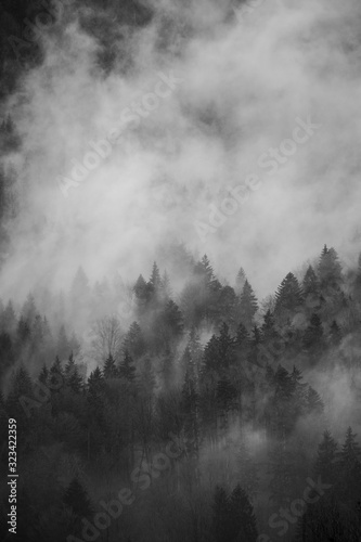 Nebel Landschaft Nadelwald © Bianca