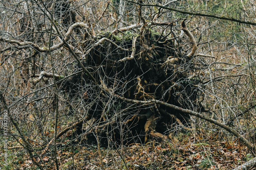 A Shot of the Roots of an Uprooted Tree A Shot of the Roots of an Uprooted Tree