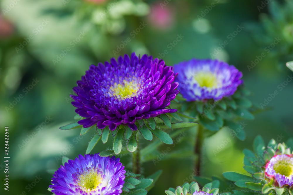 Fototapeta premium garden flower in love winter