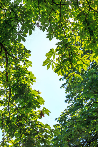 chestnut tree leaves
