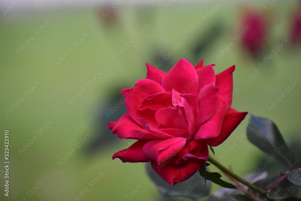 A Close up Shot of a Pink Rose