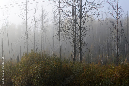 Birch grove in the morning fog. Changing the forest landscape. Forests of Central Europe.