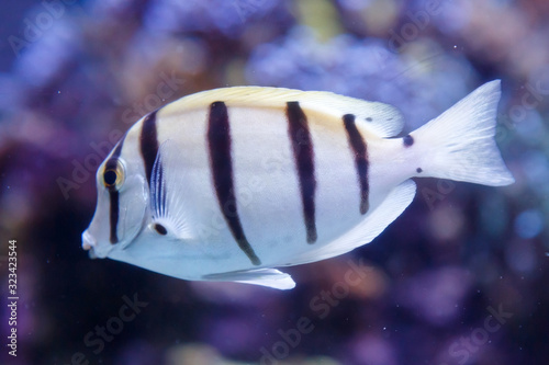 White fish with black stripes. Manini, convict surgeonfish, acanthurus triostegus photo