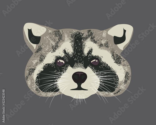 Raccoon head over a background. Raccoon dog realistic portrait. Furry raccoon face looking straight.