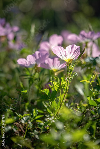 Pink Primrose in spring