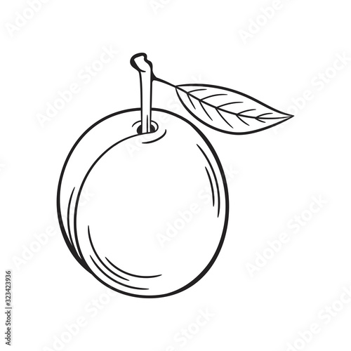 Plum sketch. Hand drawn fruit illustration.