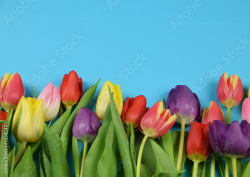 Springtime - Beginning of the year - Tulips on colored background