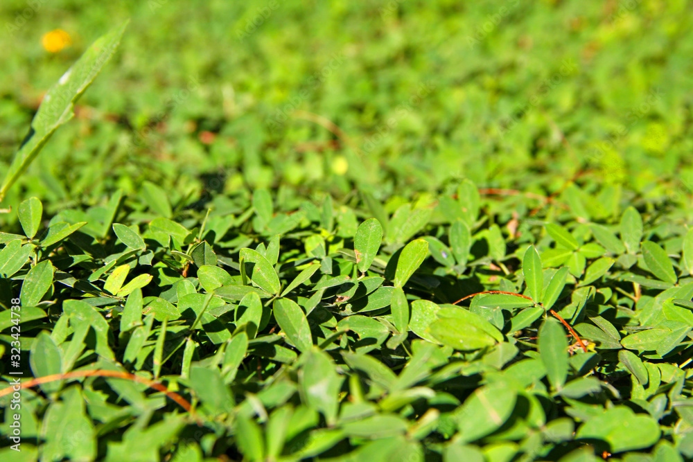Fototapeta premium Green plants