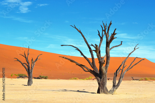 Dead trees in dry Deadvlei salt pan, Namib Naukluft Park, Namibia, Africa
