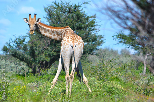 Giraffe in Etosha National Park, Namibia, Africa. Unusual look.