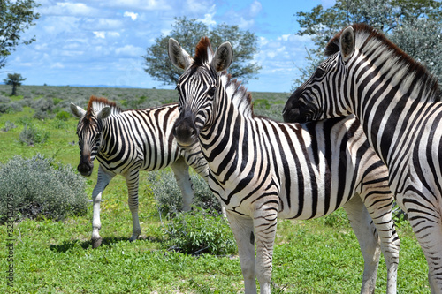 Close-up of zebras in Etosha National Park in Namibia  Africa