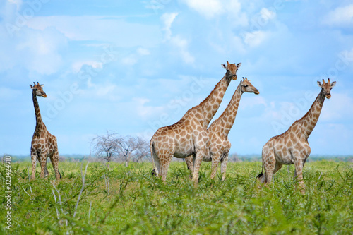 Group of giraffes in Etosha National Park  Namibia  Africa.