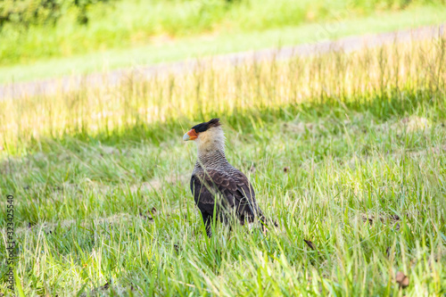 Falcão Carcará - Bird - hawk - falcon 