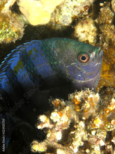 Scissortail sergeant fish. (Abudefduf sexfasciatus) photo