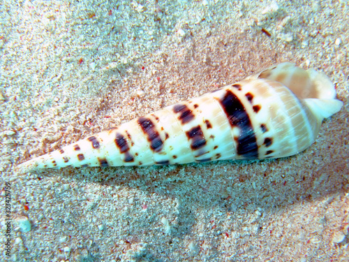 Marlin Spike (Terebra maculata)Taking in Red Sea, Egypt. photo