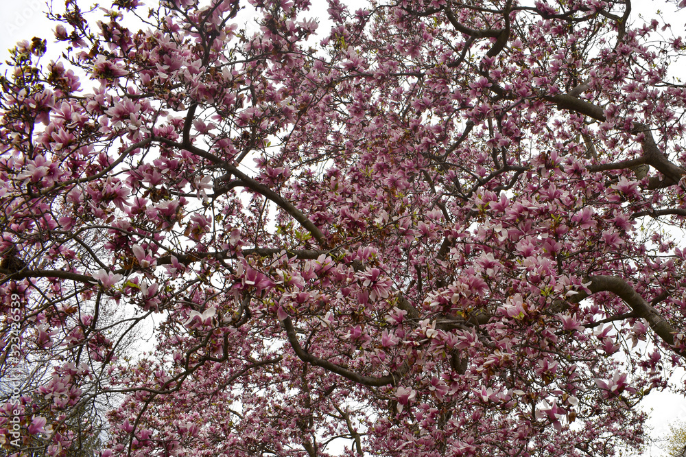 Close Up of A Large Tree With Pink Petals