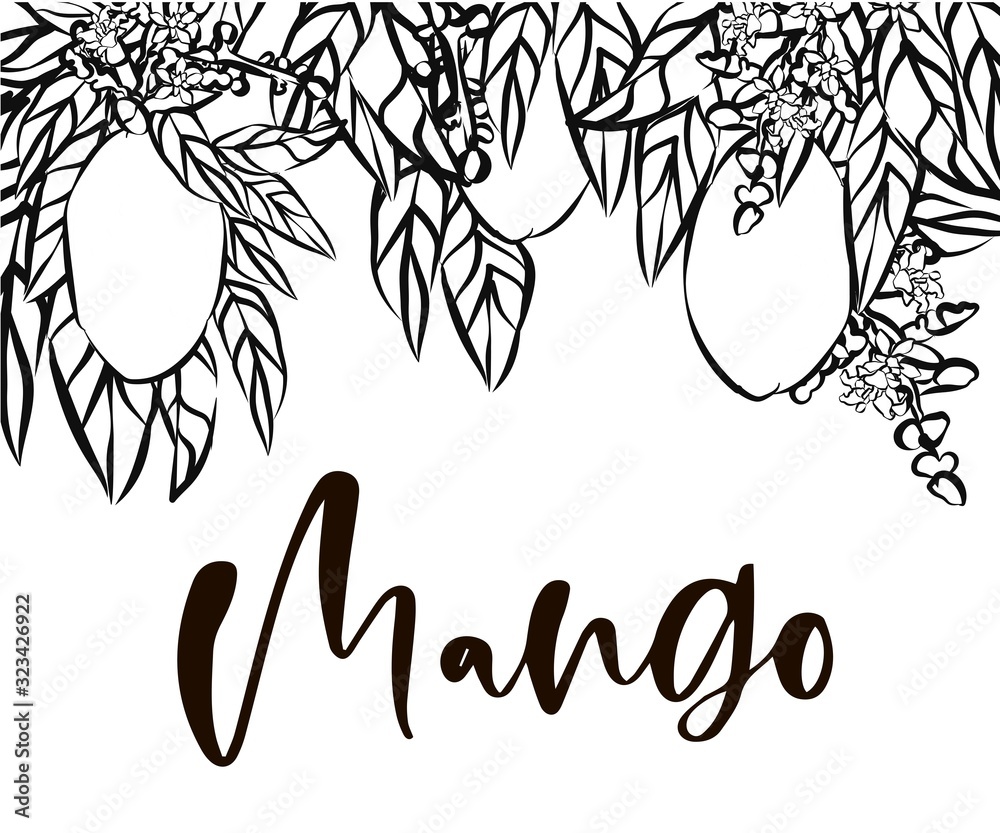 Mango fruits sketch style vector illustration. Hand drawn poster. Exotic fruits composition with leaves and cube slice. Retro illustration isolated on white background. Vector frame with mango. Mango fruits sketch style vector illustration. Hand drawn poster. Exotic fruits composition with leaves and cube slice. Retro illustration isolated on white background. Vector frame with mango.