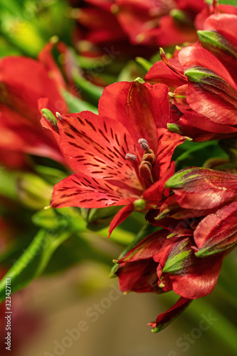 Bouquet of red flowers Alstroemeria. Close-up. Selective focus. © Pavel