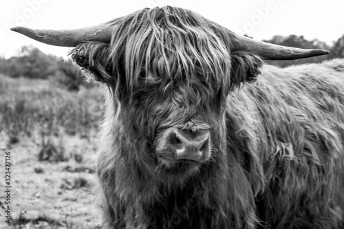 Highlander close up in black and white photography