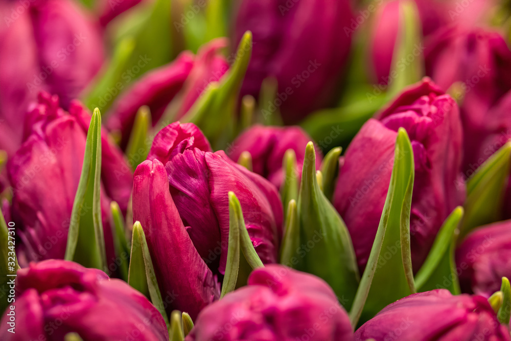 Fototapeta premium Close-up of purple tulips in flower shop. Bouquet of flowers for sale.