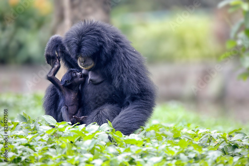 The siamang (Symphalangus syndactylus) is an arboreal black-furred gibbon native to the forests of Indonesia, Malaysia and Thailand
