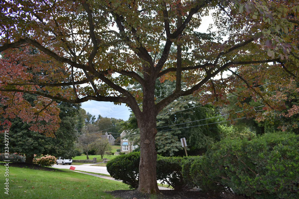 Naklejka premium A Shot of a Colorful Tree in a Suburban Neighborhood