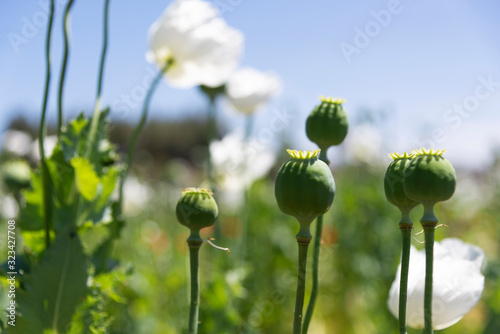 Close up shot of opium Poppies in the field