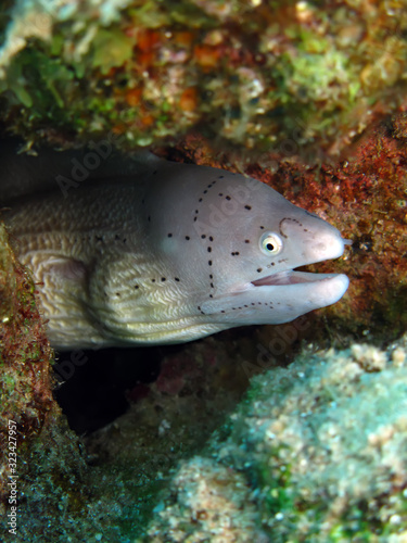 Grey moray (gymnothorax griseus