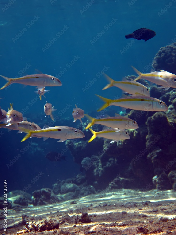 Naklejka premium animal,aquatic,bubbles,colony,colorful,dive,egypt,exotic,explore,fish,goat fish,goatfish,nature,ocean,red,reef,saltwater,sea,travel,tropical,underwater,vertical,wildlife