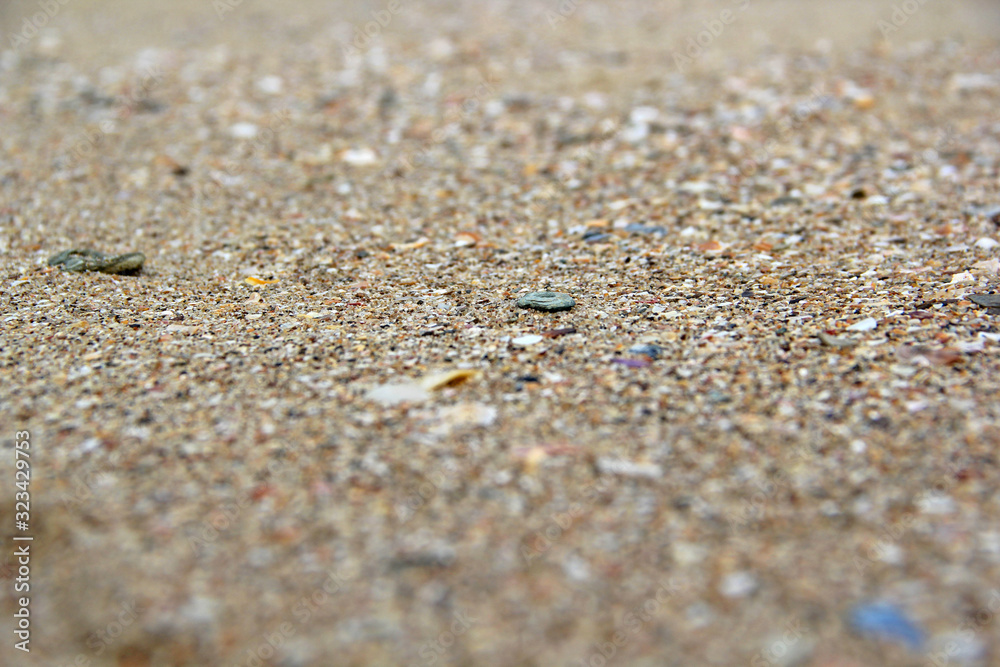shell shell