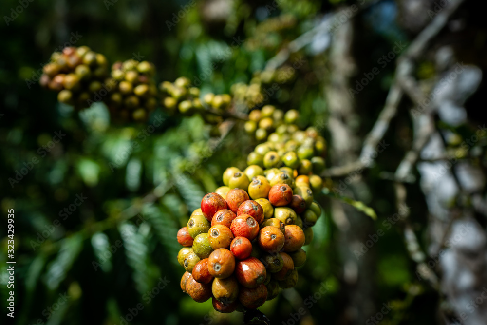 red and green arabica coffee berries growing in the sun
