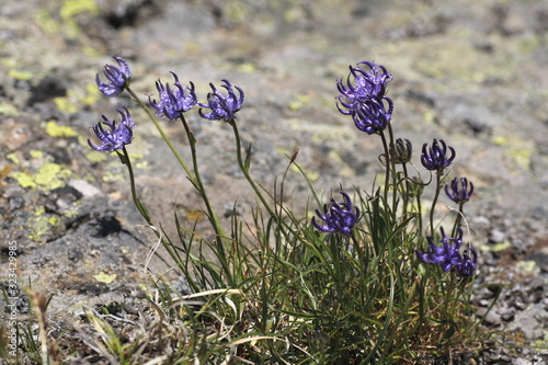 Halbkugelige Rapunzel, Phyteuma hemisphaericum photo