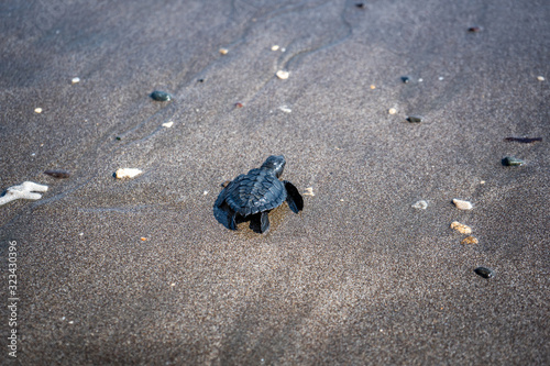 baby turtle on the beach sand