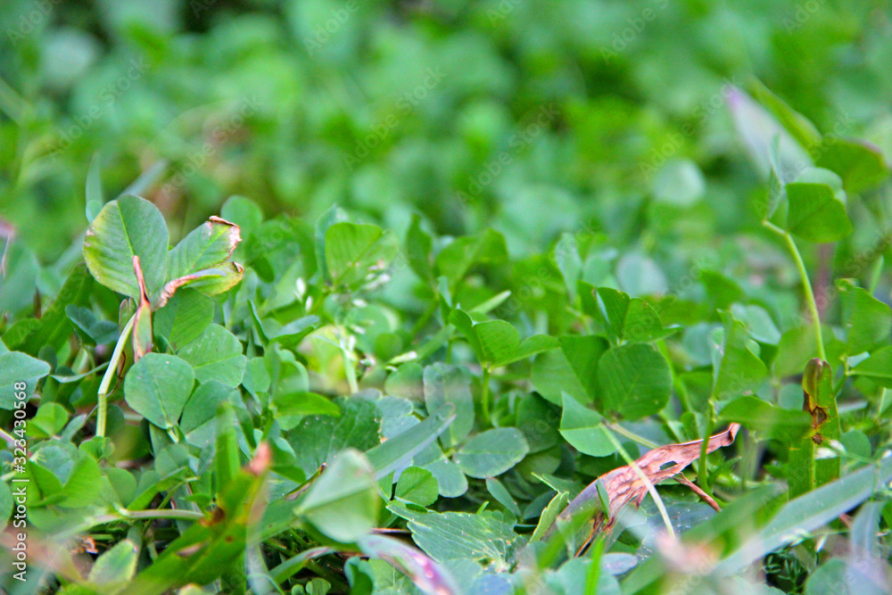 Obraz premium Leafs